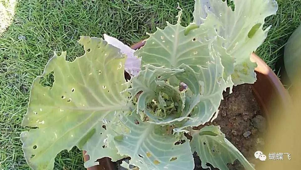 特种养殖(蝴蝶):如何饲养菜粉蝶和玉带凤蝶？