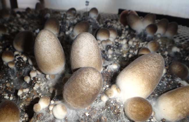 草菇栽培管理技术三要点(食用菌专题)