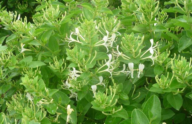 河南金银花种植专业合作社创业致富故事