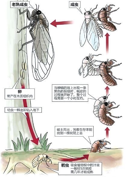 蝉一生的生长过程(特种养殖与生物科普)