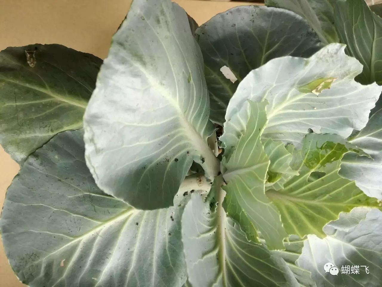 特种养殖(蝴蝶):如何饲养菜粉蝶和玉带凤蝶？