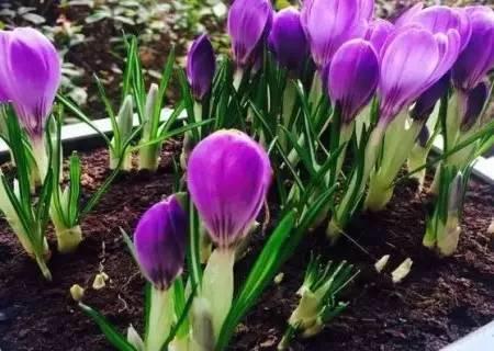 家庭阳台盆栽种植藏红花攻略[视频]