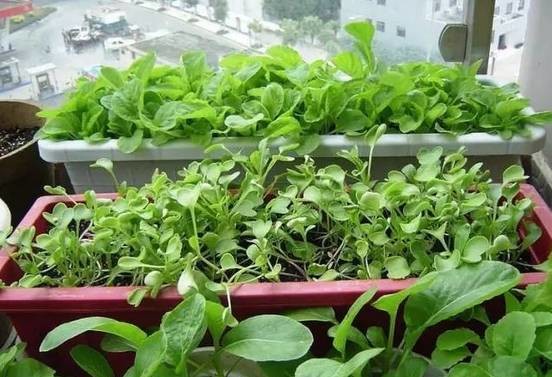 蔬菜栽种:一定要选择适宜的季节时间