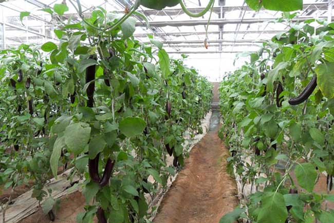 蔬菜设施农业:大棚蔬菜常用的肥料及施肥方法