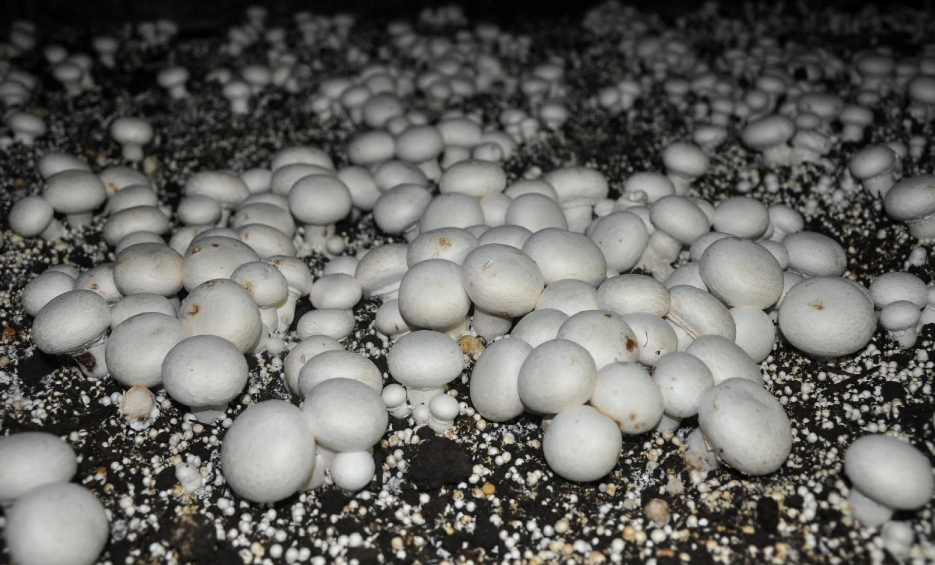 双孢菇的林下仿野生人工栽植方法