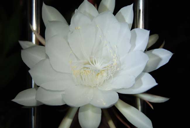 花木文化:昙花一现只为韦陀的故事传说