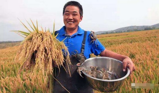稻田养蟹生态种养新模式关键技术