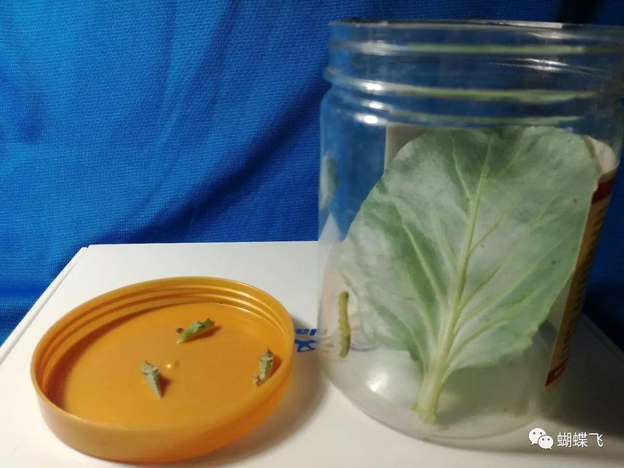 特种养殖(蝴蝶):如何饲养菜粉蝶和玉带凤蝶？