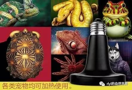 【宠物玩家】养蜥蜴都需要哪些装备？