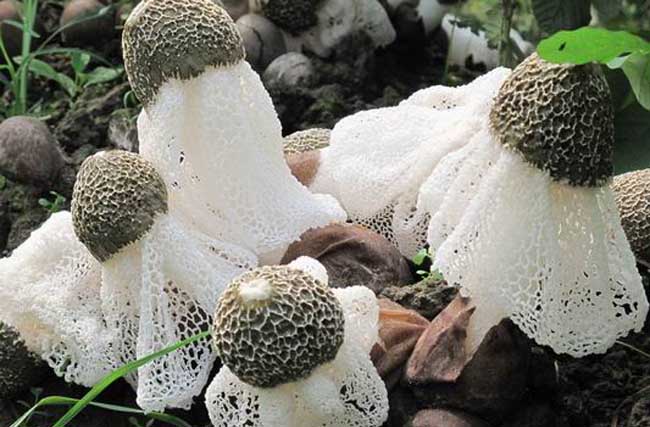 竹荪栽植中菌丝氨害的成因与预防方法
