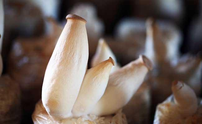 杏鲍菇的规模产业化栽植方法[视频]