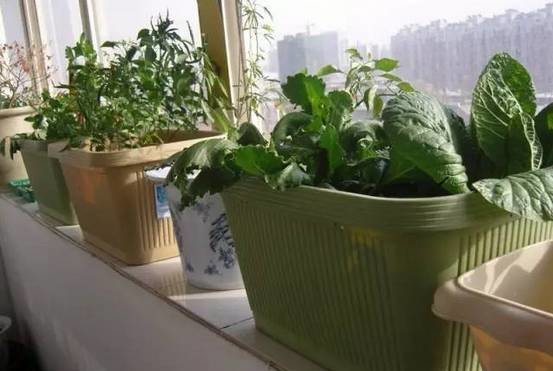 蔬菜栽种:一定要选择适宜的季节时间