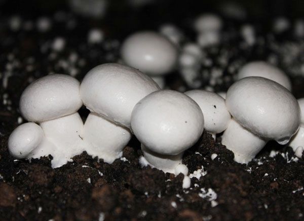 双孢菇的露地人工栽培技术