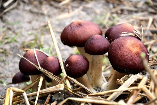 葡萄园林下间作大球盖菇的栽种技术