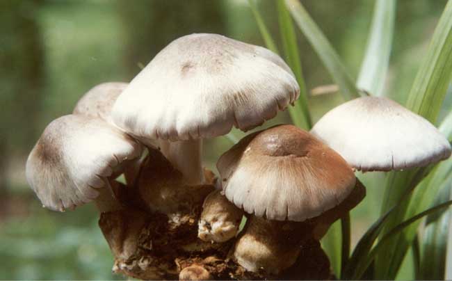 坯块式草菇的栽植养护方法