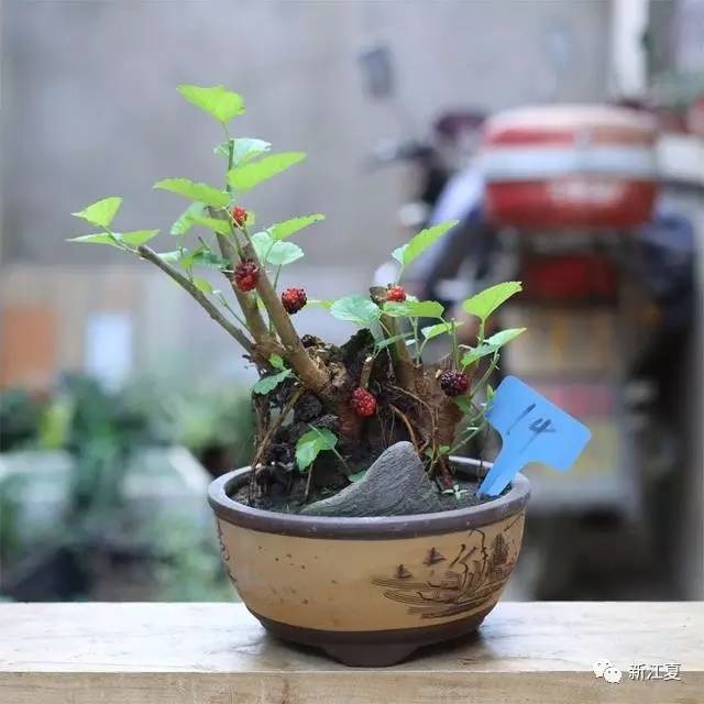 阳台上适合种植的盆栽果树 每年观果吃果