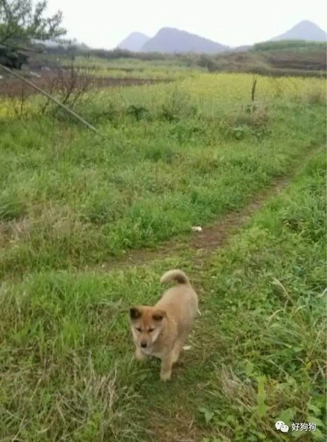 什么是你童年乡村记忆中印象最深的情景？