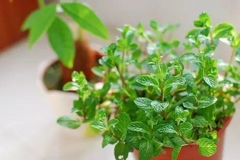 推荐几种易种易管的阳台蔬菜品种