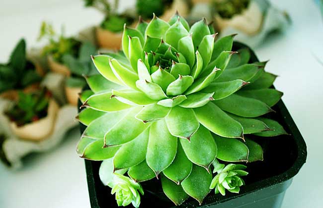 90后情侣种植多肉植物日销过千元的创业故事