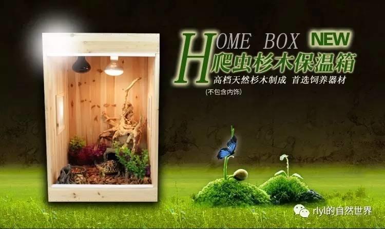 【宠物玩家】养蜥蜴都需要哪些装备？