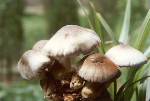 蔗-菇套作高效互利共生模式与技术