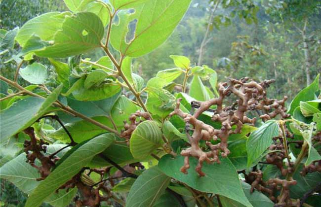野果” 拐枣” 种子价格及播种 栽种方法