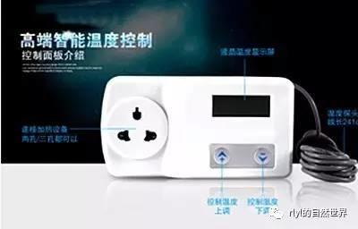 【宠物玩家】养蜥蜴都需要哪些装备？