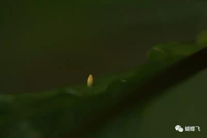 特种养殖(蝴蝶):如何饲养菜粉蝶和玉带凤蝶？