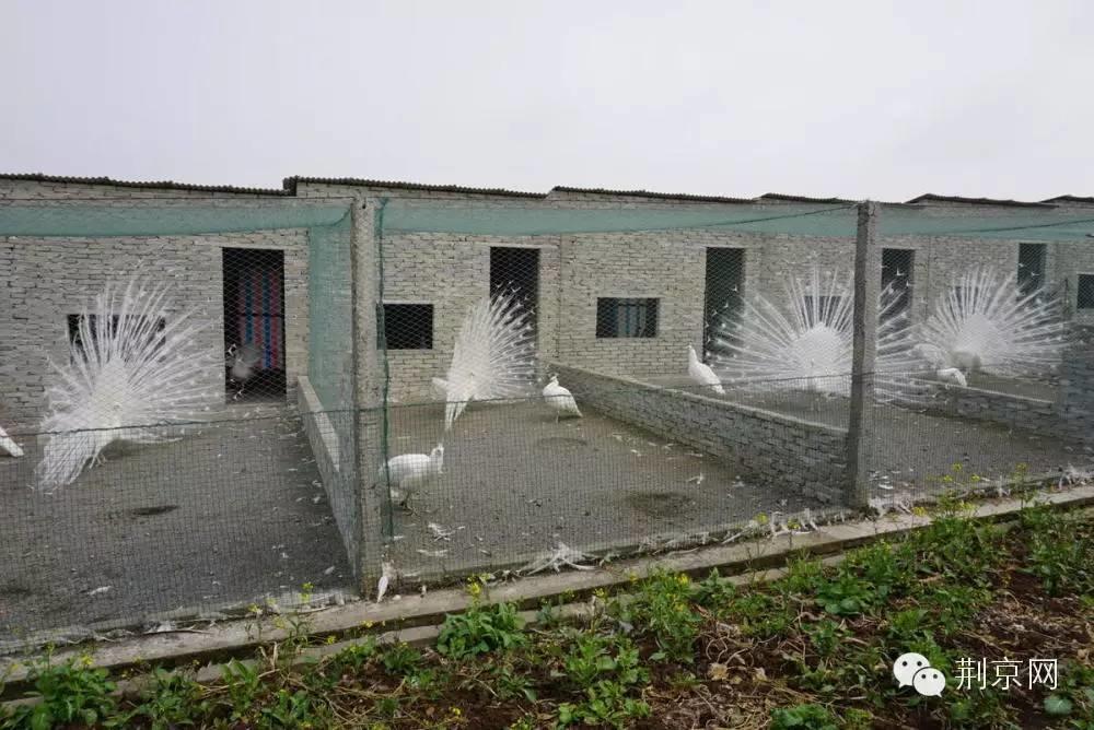 华中最大孔雀养殖基地对外开放