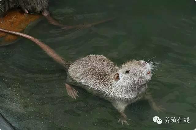 海狸鼠的选种与配种