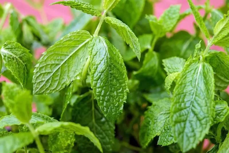 特种蔬菜:菜用薄荷栽植方法