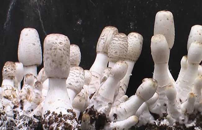 大棚栽种鸡腿菇存在的灌水与病虫害问题