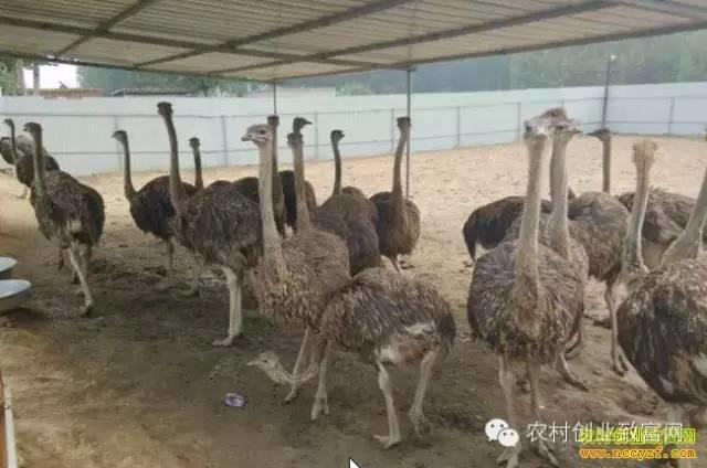 鸵鸟肉的批量加工生产流程及深加工