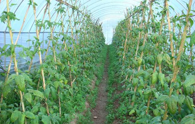 蔬菜设施农业:大棚蔬菜常用的肥料及施肥方法