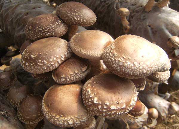 央视视频及解说:桑枝培养袋料的香菇栽种技术