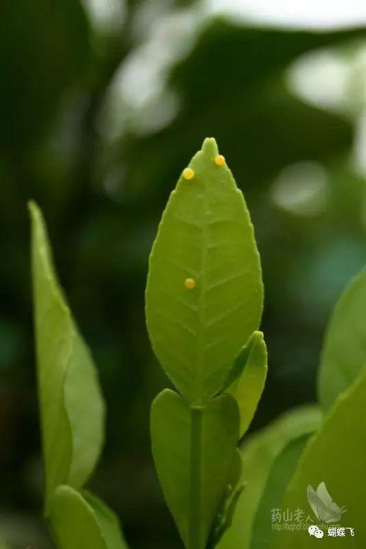 特种养殖(蝴蝶):如何饲养菜粉蝶和玉带凤蝶？