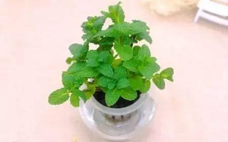 家庭阳台盆栽薄荷 清新香气源源不断