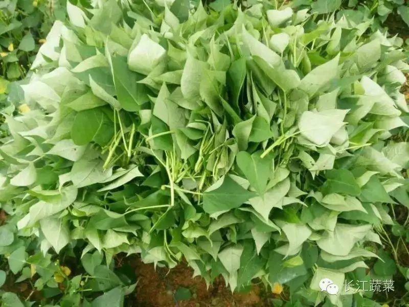 菜用红薯叶大棚栽培技术