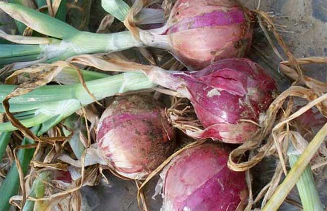 蔬菜专题:洋葱的10种储藏方法