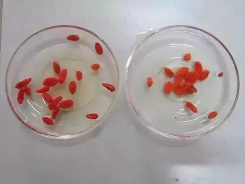 枸杞合理搭配膳食 长寿不老!