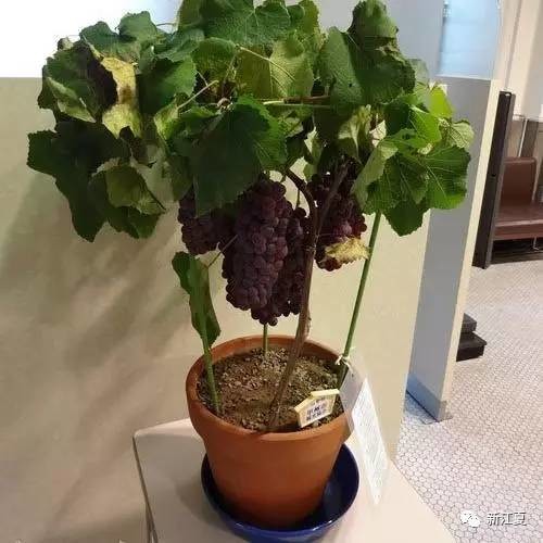 阳台上适合种植的盆栽果树 每年观果吃果