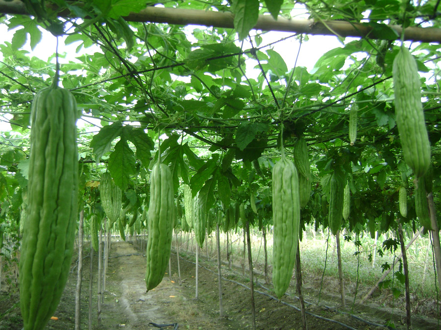 苦瓜保健酒(整瓜装瓶)的加工制作技术[视频]