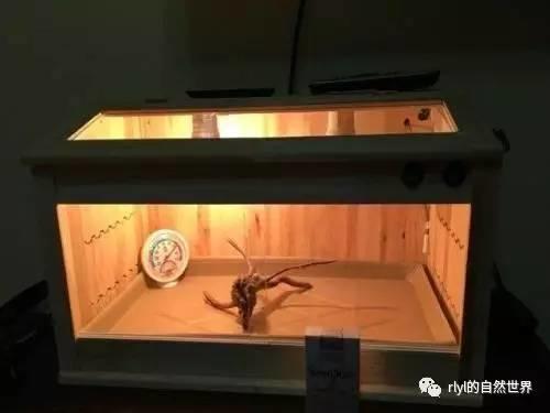 【宠物玩家】养蜥蜴都需要哪些装备？