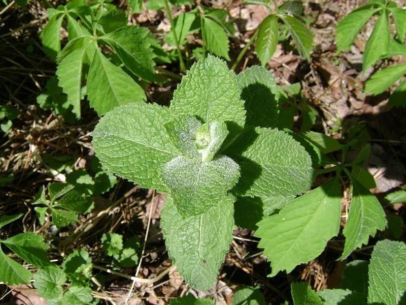 特种蔬菜:菜用薄荷栽植方法