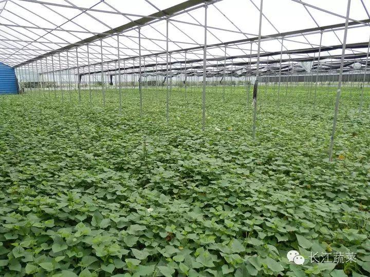 菜用红薯叶大棚栽培技术