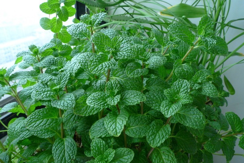 中草药专题:薄荷栽种技术【药膳兼用】