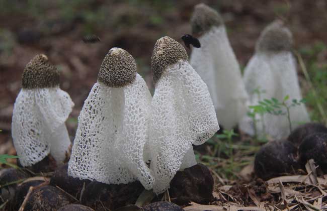 竹荪栽植中菌丝氨害的成因与预防方法