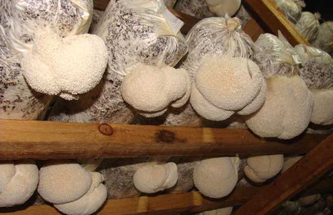 食用菌:猴头菇畸形怎么处理解决?