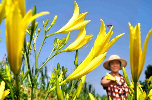 (蔬菜专题)黄花菜栽种方法与技术要点