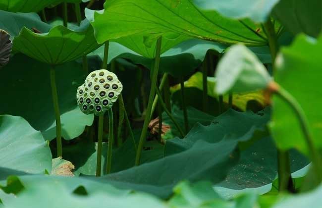 特种蔬菜创业故事:栽种磨盘莲+莲花下养殖泥鳅黄鳝